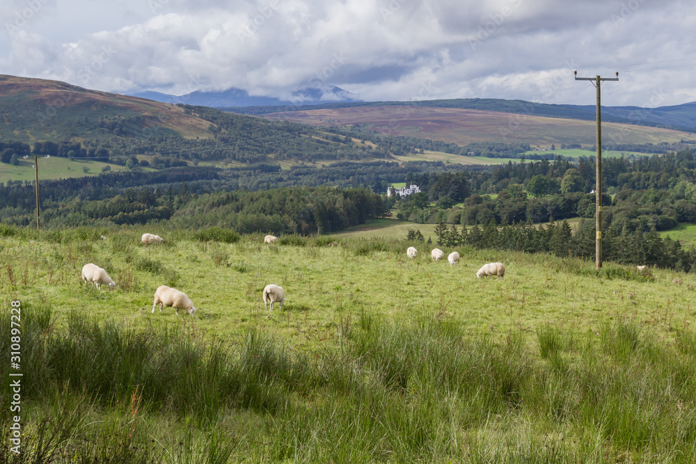 Sheep in the highlands