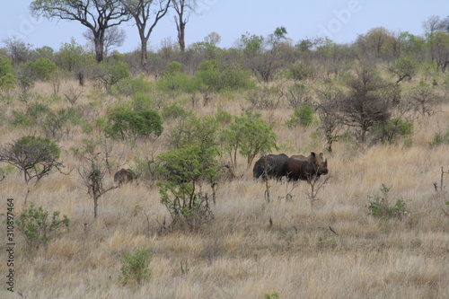 Rhinos in south africa