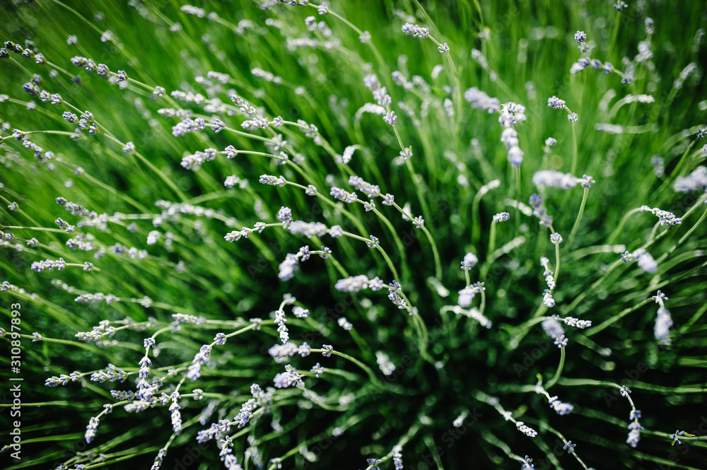Green field part of lavender grass in background. green background for text away. Beautiful green grass, in soft morning sunlight. with space for text. blog concept. Close up. Lavender flowers Green field part of lavender grass in background. green background for text away. Beautiful green grass, in soft morning sunlight. with space for text. blog concept. Close up. Lavender flowers