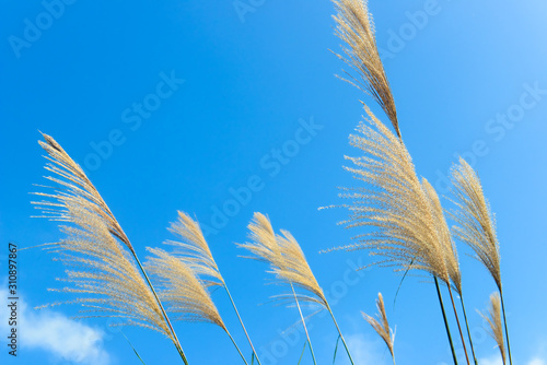 Autumn reeds are swinging in the breeze, isolated in the blue sky background.
