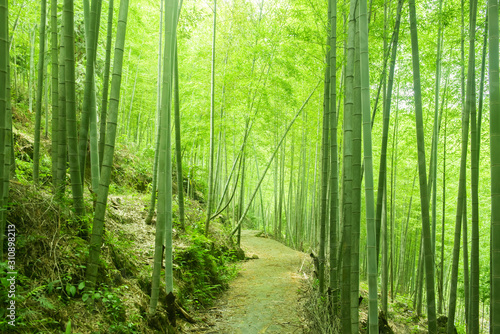 In spring, in the sunshine, a path passes through the lush bamboo forest.