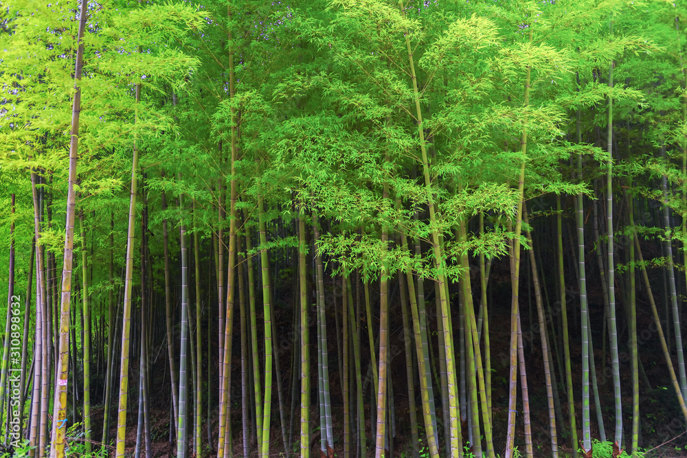 In spring, the lush bamboo forest in the sun. In spring, the lush bamboo forest in the sun.
