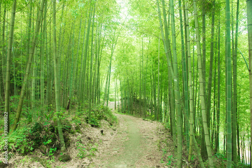 In spring, in the sunshine, a path passes through the lush bamboo forest.