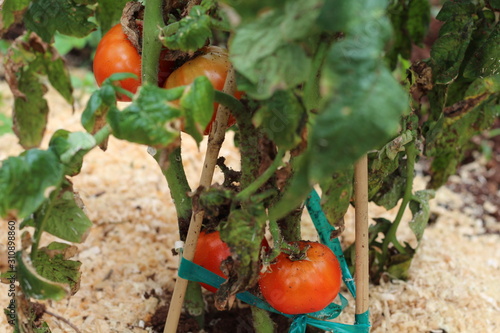 Fresh tomato plant in garden 