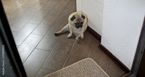 Leaving a Dog Home Alone. Upset, sad lonely pug dog.  Owner leaving home and closing the door. Dog determined to make owner feel guilty for leaving home