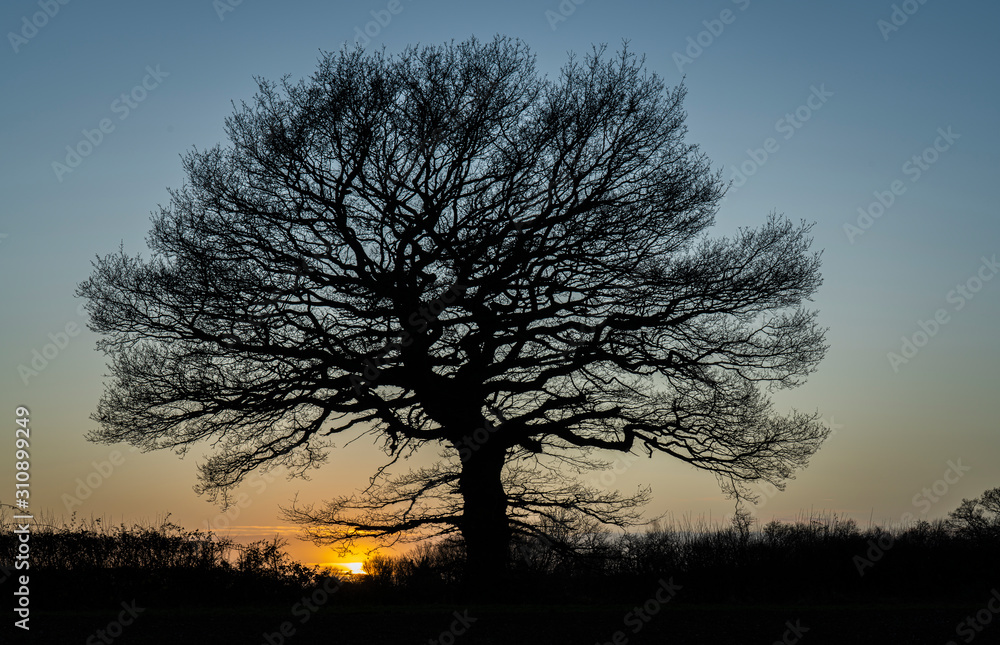Winter Sunset with bare tree silhouette Winter Sunset with bare tree silhouette