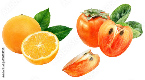 Fototapeta Naklejka Na Ścianę i Meble -  Persimmon orange watercolor isolated on white background
