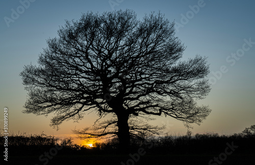 Winter Sunset with bare tree silhouette 