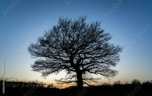 Winter Sunset with bare tree silhouette 