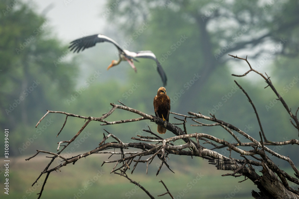 western marsh harrier or Circus aeruginosus a large harrier perched on tree trunk with green background and painted stork flying in background at keoladeo national park, bharatpur, rajasthan, india western marsh harrier or Circus aeruginosus a large harrier perched on tree trunk with green background and painted stork flying in background at keoladeo national park, bharatpur, rajasthan, india