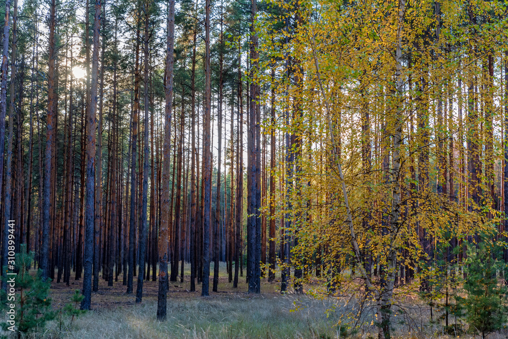 Fototapeta premium Pine forest with sun shining through trees