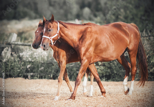 A timid little shy colt hides behind his mother, walking with her around the paddock on the farm on a Sunny summer day.