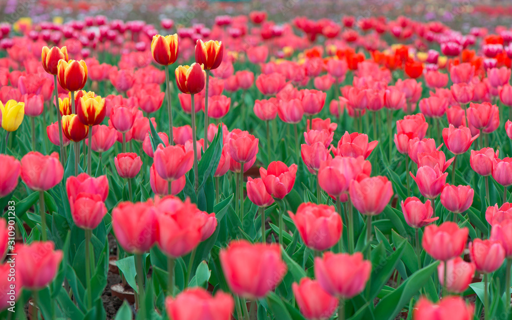 Beautiful colorful tulip background photo.	