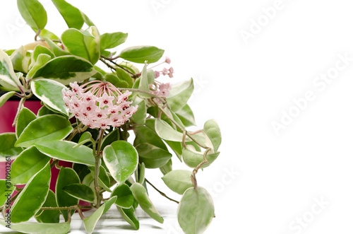 Hoya Carnosa Zimmerpflanze photo