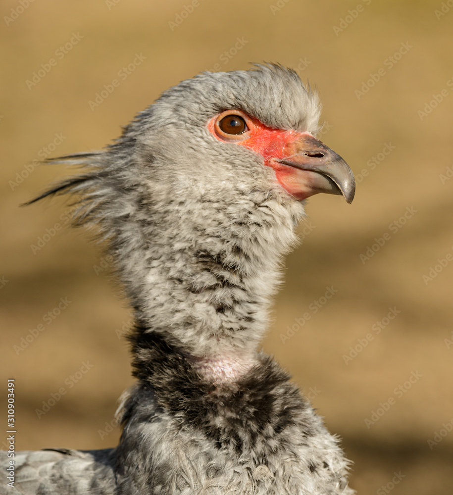 Fototapeta premium portrait of southern screamer (chauna torquata) bird looking up