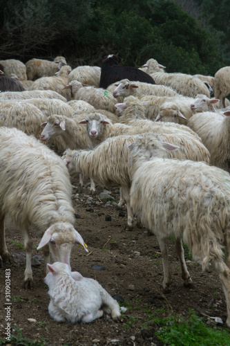 flock of white and black adult sheep with their lambs resting in the fields of the farm