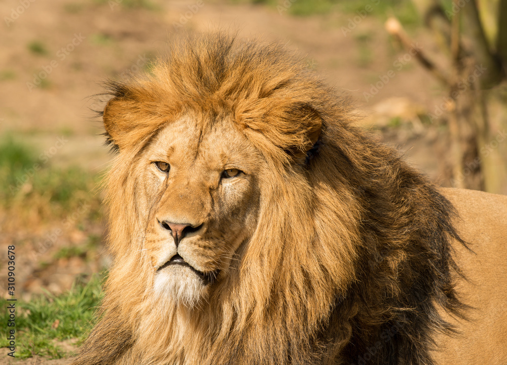 lion male portrait laying on the ground