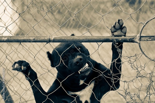 Caged Pitbull standing up against fence, biting through the wire photo
