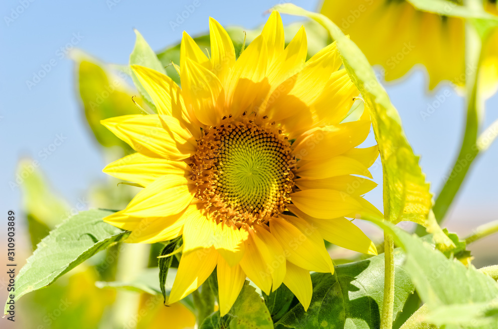 Fototapeta premium bright blooming yellow sunflower against blurry green leaves and blue sky