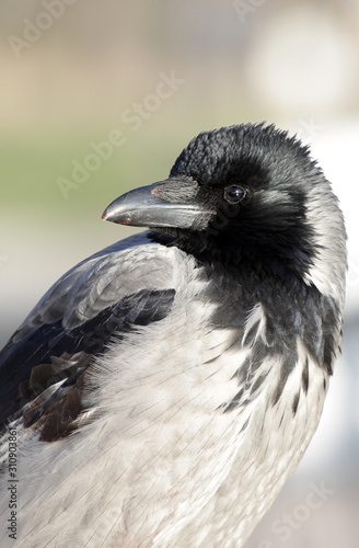 Closeup portrait of a beautiful gray raven