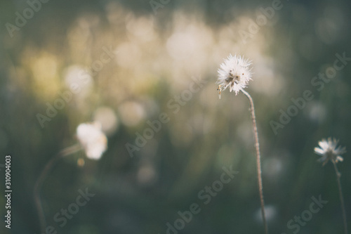 Grass flower with natural blur bokeh background. The picture is a vintage style.