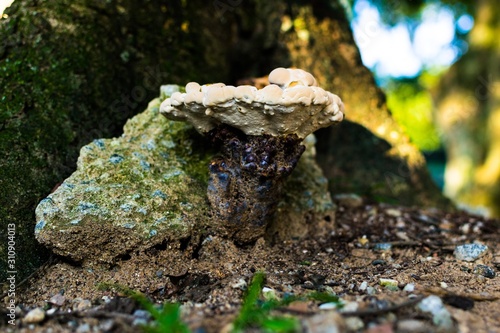 mushroom on rock