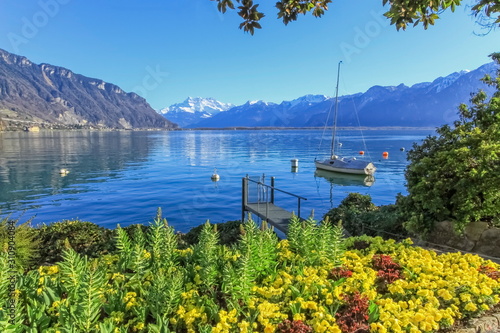 Fototapeta Colorful springtime flowers at Geneva lake and Alps mountains in