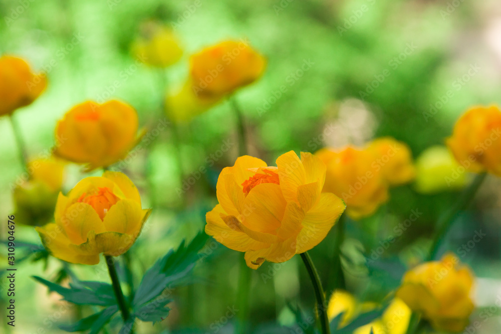 Globe-flower flower grows in the garden.. Trollius europaeus Globe-flower flower grows in the garden.. Trollius europaeus
