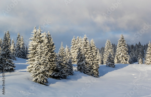 Fir trees forest in the Jura mountain by winter, Switzerland