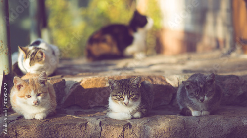 Fotografie, Obraz Lovely family kittens are sitting on the sunny stone steps outdoor, their mother is resting behind them