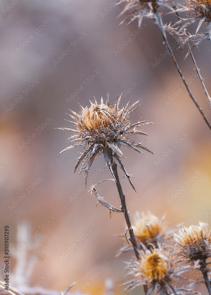close-up of a dry thistle with thistle pattern on the background