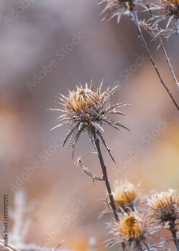close-up of a dry thistle with thistle pattern on the background © Kon.Vasilakakos 