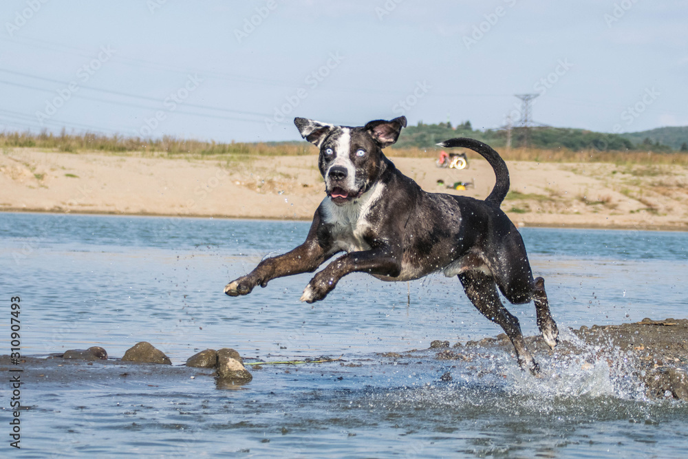 Catahoula Leopard Dog is jumping into the water. Dog in amazing autumn photo workshop in Prague. Catahoula Leopard Dog is jumping into the water. Dog in amazing autumn photo workshop in Prague.