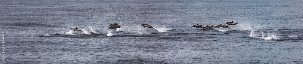 Naklejka premium A flock of dolphins in the open sea is hunting. Animals jump, dive, surf on the surface of the ocean. Wild life near the Maldives