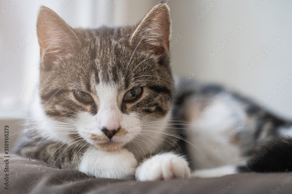 Fototapeta premium Cute young cat basking in the sun on a windowsill