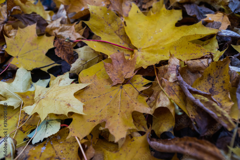 large fallen yellow leaves, texture, close up large fallen yellow leaves, texture, close up