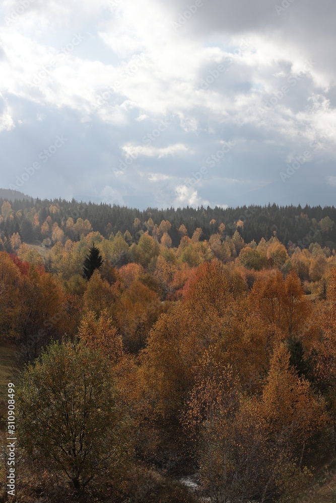 Autumn village trees landscape view. Autumn village scene. Autumn village trees landscape view. Autumn village scene.