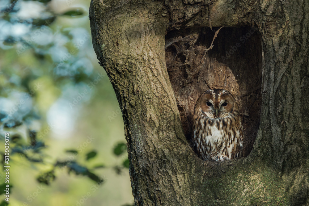 Fototapet A tawny owl (strix aluco) sits well camouflaged in a knothole in an old tree