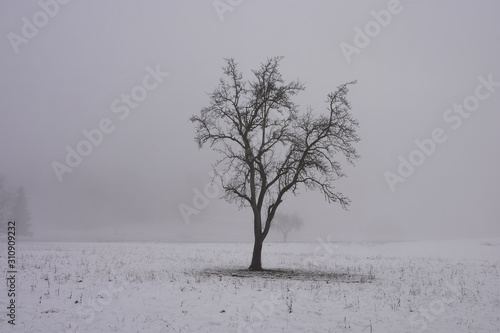 L albero malinconico nella nebbia photo