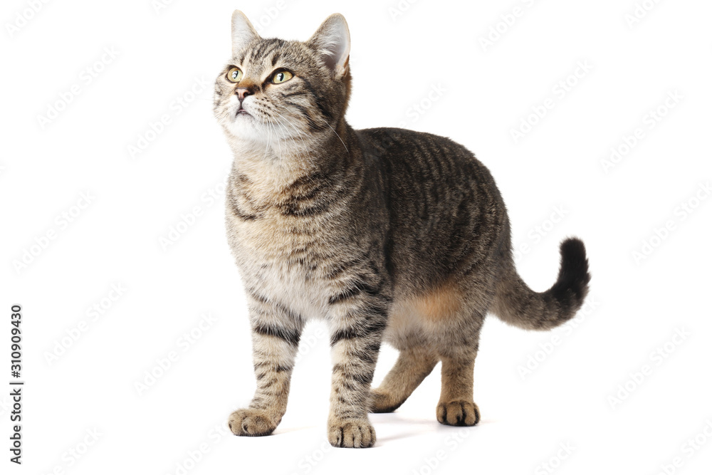 Fototapeta premium Young cat isolated on white background
