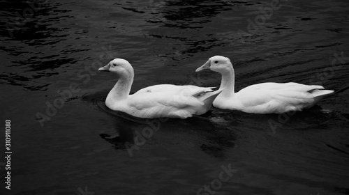 two white ducks swimming in a lake together