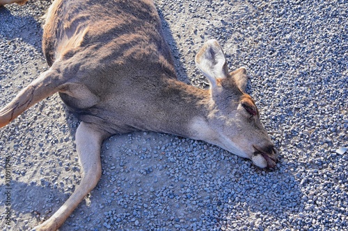 Dead White-tailed or mule doe deer hit by a car or truck lying killed on the roadside, sad roadkill in the Rocky Mountains of Utah. USA.