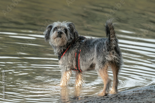 A small grey terrier at the beach walking into a lake photo