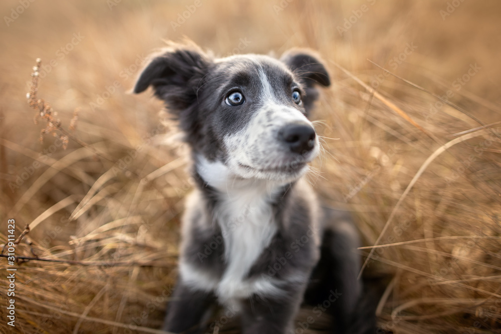 grey border collie puppy sitting in old dry grass outdoors grey border collie puppy sitting in old dry grass outdoors