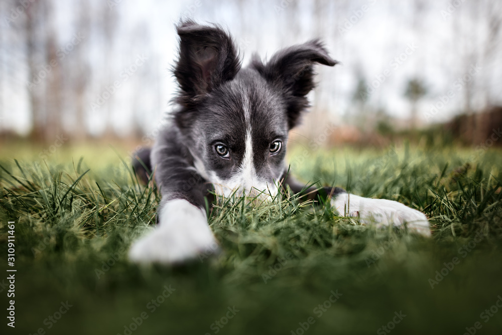 funny border collie puppy hiding nose in the grass, wide angle shot - obrazy, fototapety, plakaty 