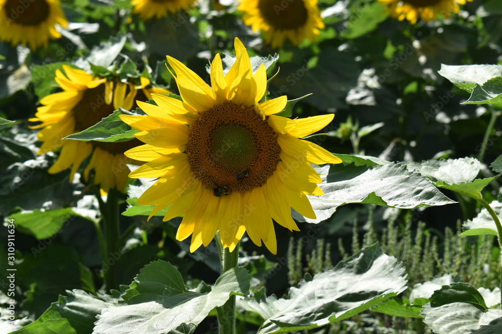 Obraz premium Sunflowers