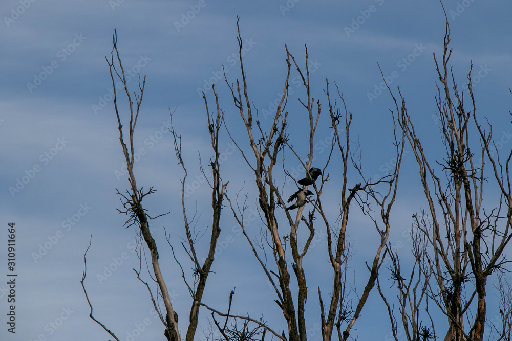 Fototapeta premium branches of autumn trees without leaves on a background of blue sky