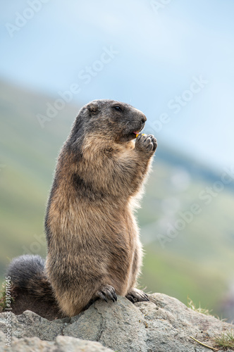 Murmeltier  Marmota  in den Alpen