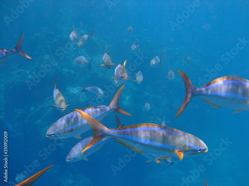 Shoal of rainbow runner (Elagatis bipinnulata), Cocos Island, Costa Rica