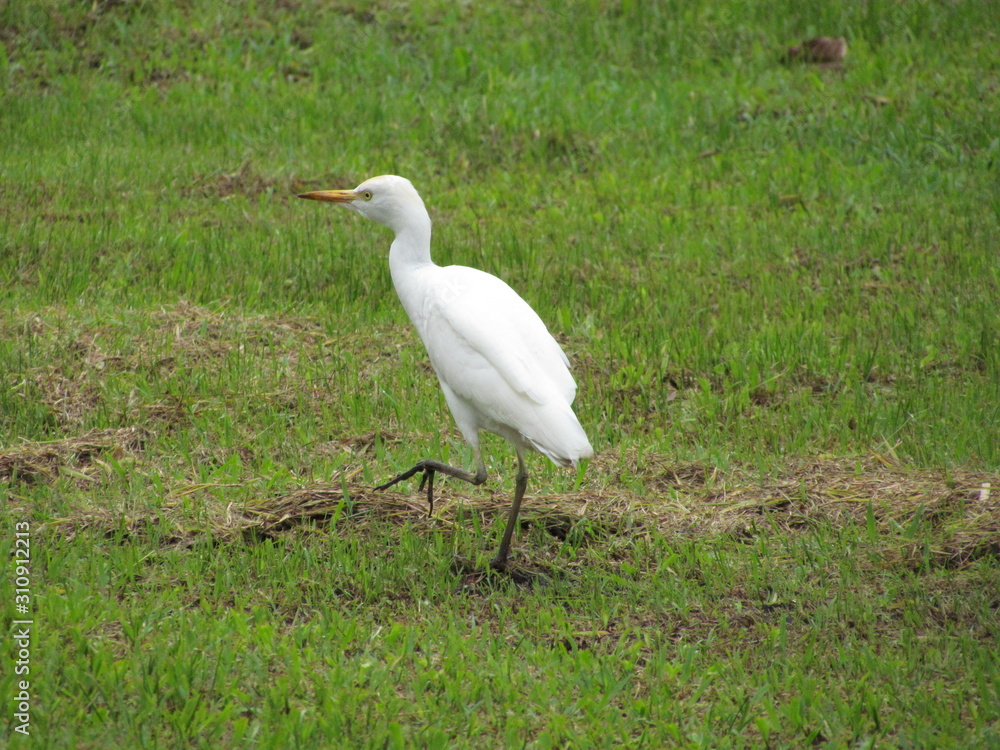 Cattle egret walking (Bubulcus ibis), Cocos Island, Costa Rica Cattle egret walking (Bubulcus ibis), Cocos Island, Costa Rica